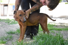 CSUBI, Hund, Mischlingshund in Ungarn - Bild 4
