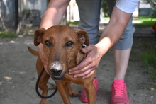 CSUBI, Hund, Mischlingshund in Ungarn - Bild 5