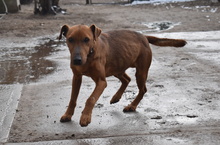 CSUBI, Hund, Mischlingshund in Ungarn - Bild 8