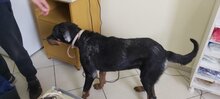 SALLY, Hund, Rottweiler-Mix in Griechenland - Bild 4