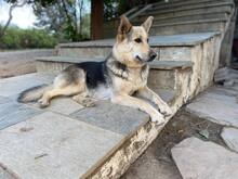 SHAKIRA, Hund, Mischlingshund in Aerzen - Bild 2
