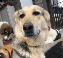 SHAKIRA, Hund, Mischlingshund in Aerzen - Bild 6