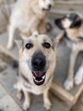 SHAKIRA, Hund, Mischlingshund in Aerzen - Bild 8