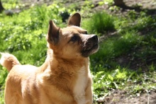 GRUMPHY, Hund, Mischlingshund in Polen - Bild 2