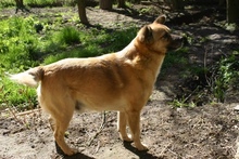 GRUMPHY, Hund, Mischlingshund in Polen - Bild 5