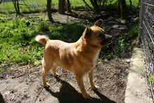 GRUMPHY, Hund, Mischlingshund in Polen - Bild 6