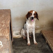 MIRO, Hund, Mischlingshund in Italien - Bild 3