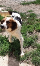 MIRO, Hund, Mischlingshund in Italien - Bild 4