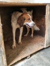 MIRO, Hund, Mischlingshund in Italien - Bild 5