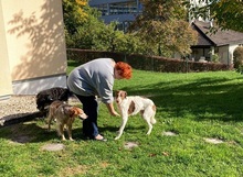 LORENZO, Hund, Mischlingshund in Italien - Bild 12