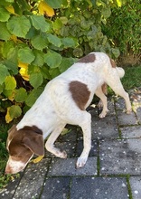 LORENZO, Hund, Mischlingshund in Italien - Bild 14