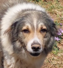 AIFEL, Hund, Mischlingshund in Griechenland - Bild 1