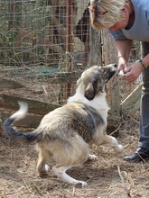 AIFEL, Hund, Mischlingshund in Griechenland - Bild 11