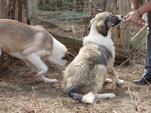 AIFEL, Hund, Mischlingshund in Griechenland - Bild 12