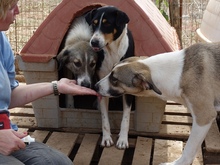 AIFEL, Hund, Mischlingshund in Griechenland - Bild 16