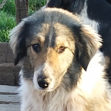 AIFEL, Hund, Mischlingshund in Griechenland - Bild 2