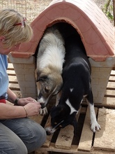 AIFEL, Hund, Mischlingshund in Griechenland - Bild 21