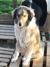 AIFEL, Hund, Mischlingshund in Griechenland - Bild 3