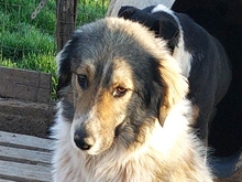 AIFEL, Hund, Mischlingshund in Griechenland - Bild 4