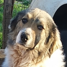 AIFEL, Hund, Mischlingshund in Griechenland - Bild 5