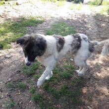 HEIDI, Hund, Mischlingshund in Ungarn - Bild 6