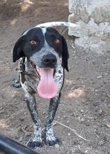 MATTHIAS, Hund, Mischlingshund in Griechenland - Bild 2