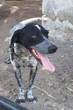 MATTHIAS, Hund, Mischlingshund in Griechenland - Bild 6