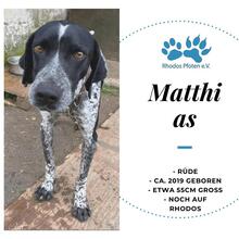 MATTHIAS, Hund, Mischlingshund in Griechenland - Bild 7
