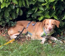 ALBERTO, Hund, Mischlingshund in Italien - Bild 14