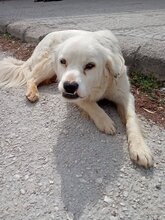 SMILEY, Hund, Herdenschutzhund-Labrador Retriever-Mix in Griechenland - Bild 1