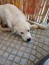 SMILEY, Hund, Herdenschutzhund-Labrador Retriever-Mix in Griechenland - Bild 2