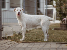 PETRA, Hund, Mischlingshund in Reddeber - Bild 10