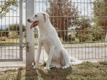 PETRA, Hund, Mischlingshund in Reddeber - Bild 13