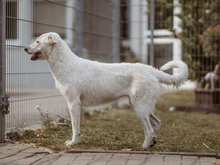 PETRA, Hund, Mischlingshund in Reddeber - Bild 14