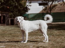 PETRA, Hund, Mischlingshund in Reddeber - Bild 2