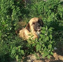 GRACE, Hund, Mischlingshund in Griechenland - Bild 1