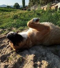 GRACE, Hund, Mischlingshund in Griechenland - Bild 2