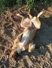 GRACE, Hund, Mischlingshund in Griechenland - Bild 3
