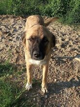 GRACE, Hund, Mischlingshund in Griechenland - Bild 4