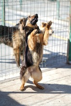 NOMI, Hund, Mischlingshund in Rumänien - Bild 1