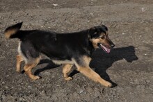 NOMI, Hund, Mischlingshund in Rumänien - Bild 2