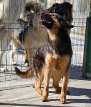 NOMI, Hund, Mischlingshund in Rumänien - Bild 4