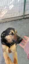 NOMI, Hund, Mischlingshund in Rumänien - Bild 5