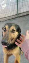 NOMI, Hund, Mischlingshund in Rumänien - Bild 6