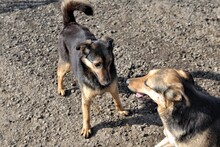 NOMI, Hund, Mischlingshund in Rumänien - Bild 7