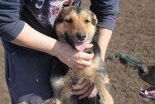 NOMI, Hund, Mischlingshund in Rumänien - Bild 8