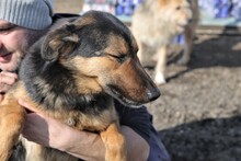 NOMI, Hund, Mischlingshund in Rumänien - Bild 9