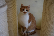 THEO, Katze, Hauskatze in Bulgarien - Bild 4