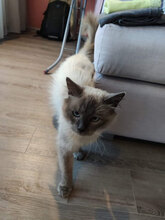 POOH, Katze, Siam-Mix in Bulgarien - Bild 4