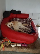 HEKTOR, Hund, Mischlingshund in Nordkirchen - Bild 12